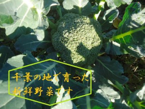 千葉の地で育った新鮮野菜です